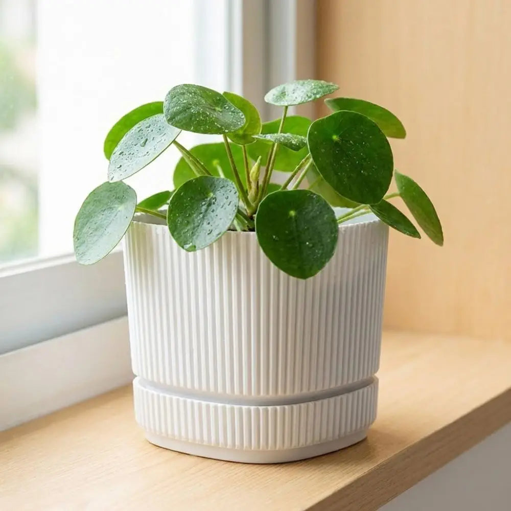 Double-Layer Self-Watering Plant Pot | Indoor Plastic Flower Pot with Drainage System