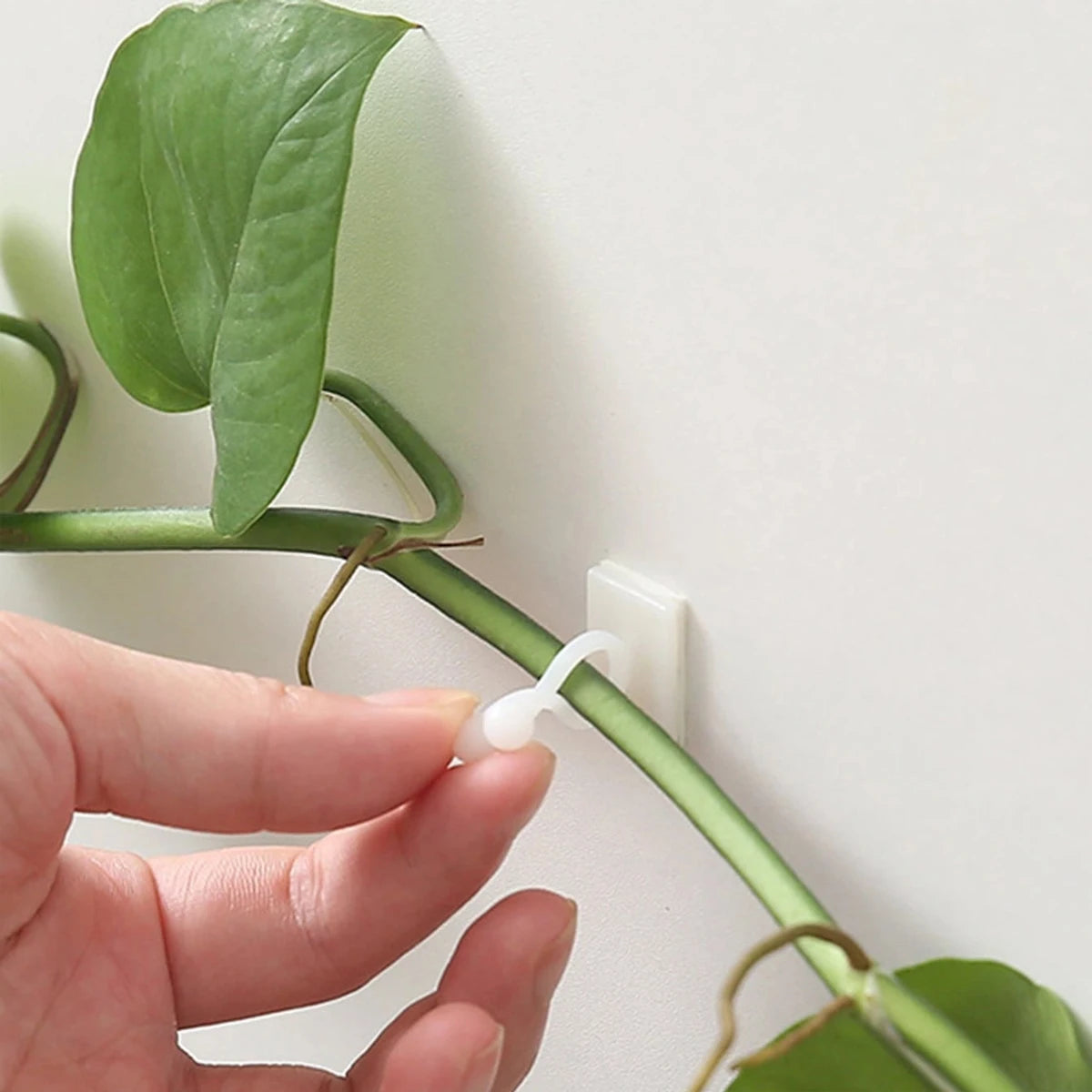 Self-Adhesive Plant Wall Clips (10 Pack)